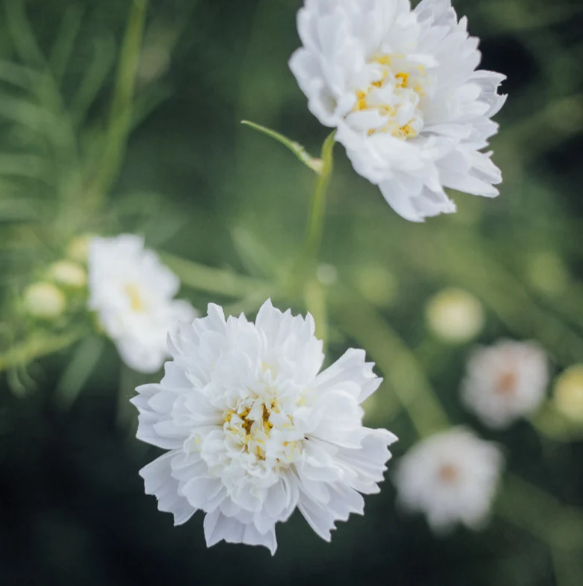 Double Click Snow Puff Cosmo - 50 Seeds