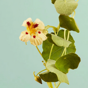 Cream Troika Nasturtium - 100 Seeds