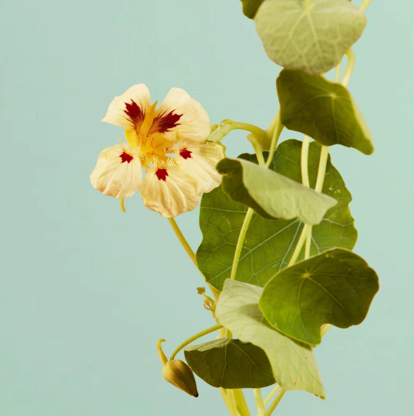 Cream Troika Nasturtium - 100 Seeds