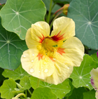 Cream Troika Nasturtium - 100 Seeds
