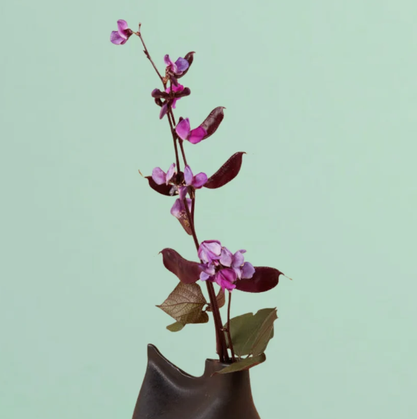 Ruby Moon Hyacinth Bean - 10 Seeds