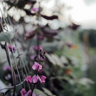 Ruby Moon Hyacinth Bean - 10 Seeds