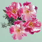 Thai Silk Appleblossom Chiffon California Poppy - 100 Seeds