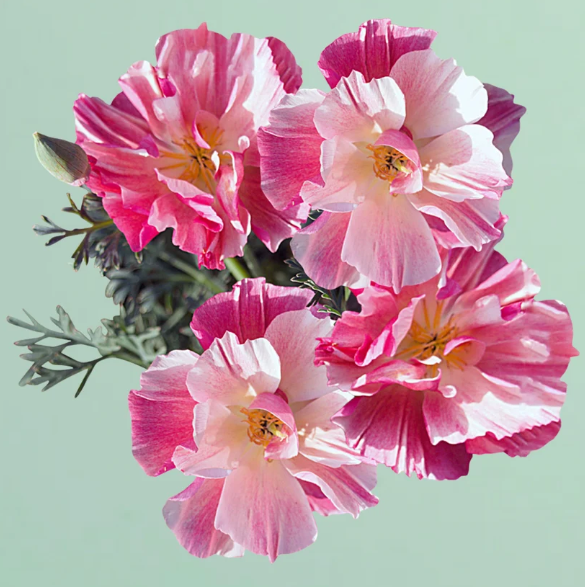 Thai Silk Appleblossom Chiffon California Poppy - 100 Seeds