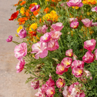 Thai Silk Appleblossom Chiffon California Poppy - 100 Seeds