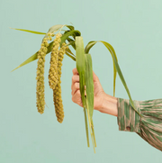 Limelight Millet - 100 Seeds