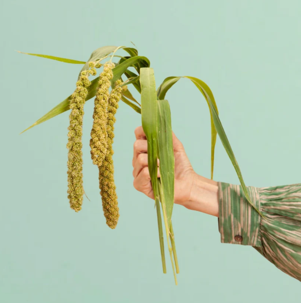 Limelight Millet - 100 Seeds