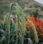 Limelight Millet - 100 Seeds