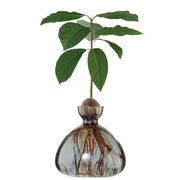 Avocado Vase - Smoke Grey