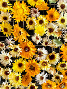 Morning Glory Dark Chocolate Bar 