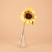 ProCut Red Lemon Bi-color Sunflower - 25 Seeds