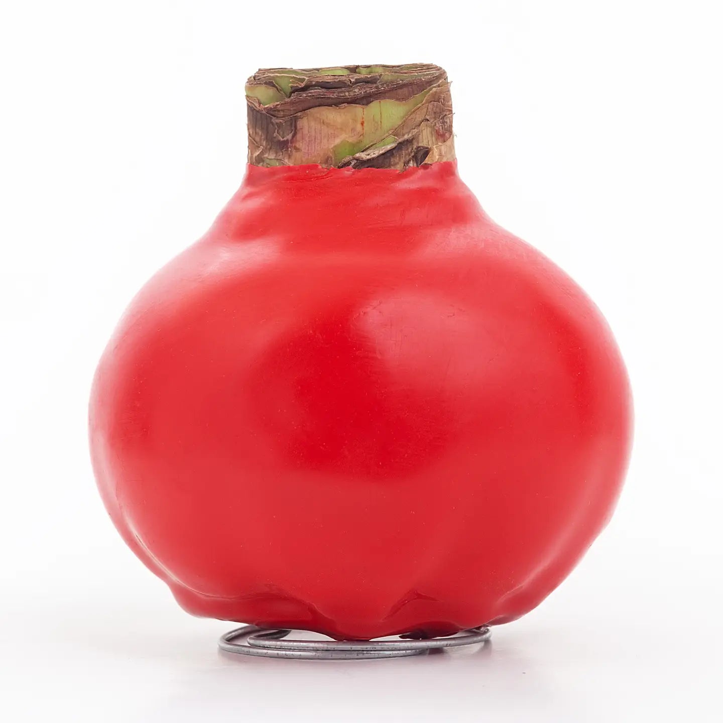 Amaryllis Holiday Bulb