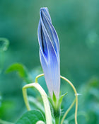 Flying Saucer Morning Glory - 100 Seeds