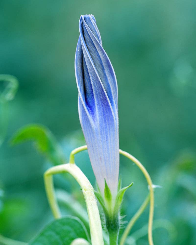 Flying Saucer Morning Glory - 100 Seeds
