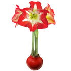 Amaryllis Holiday Bulb