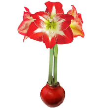 Amaryllis Holiday Bulb