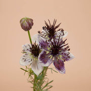 Delft Blue Nigella - 50 Seeds