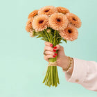 Touch of Red Mix Calendula Seeds