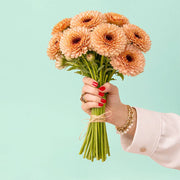 Touch of Red Mix Calendula Seeds