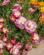 Thai Silk Apple Blossom Chiffon California Poppy - 100 Seeds