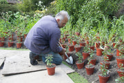 Perennial Spade