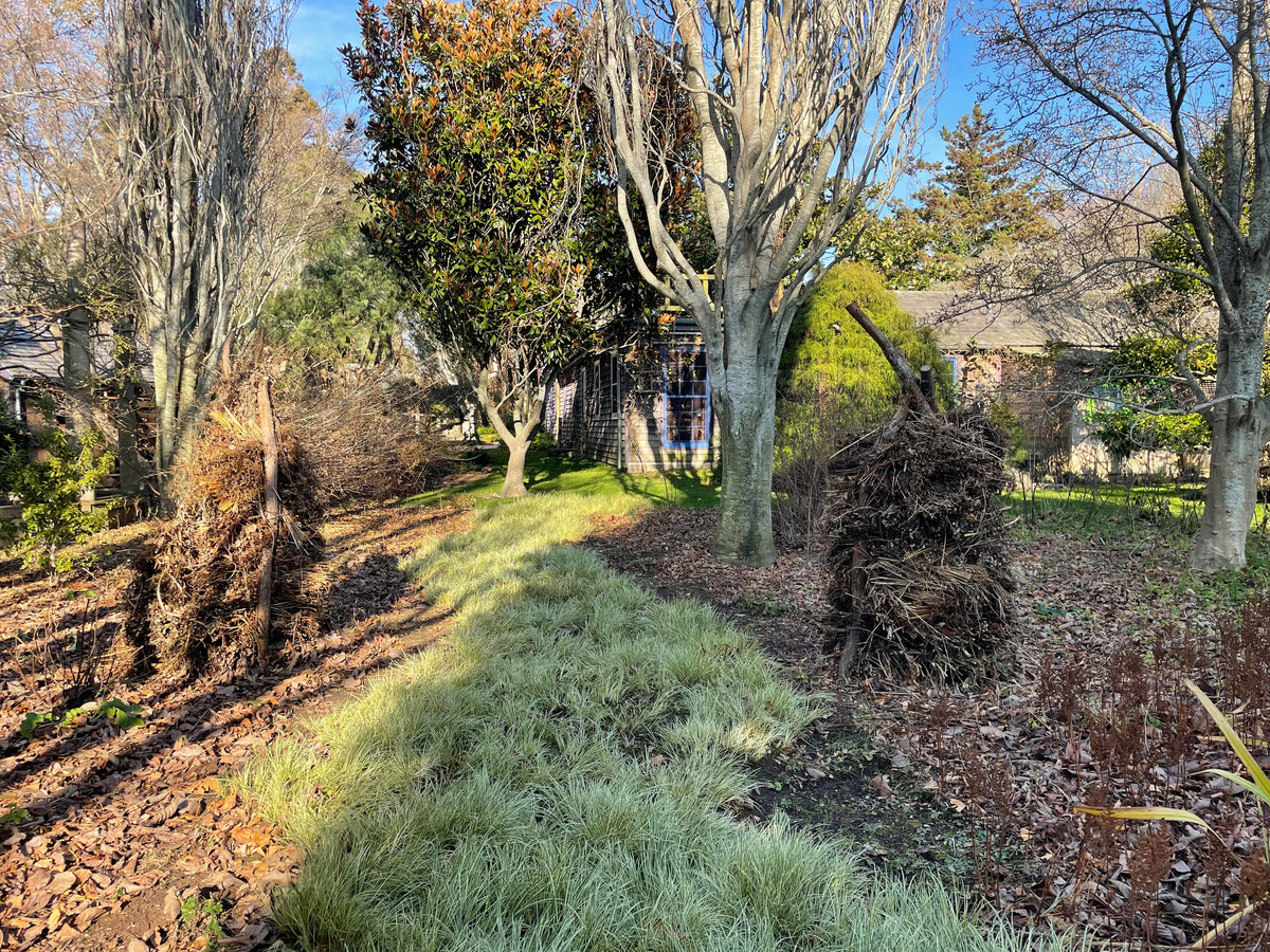 madoo garden in the winter - barren trees in Sagaponack - winter garden scene
