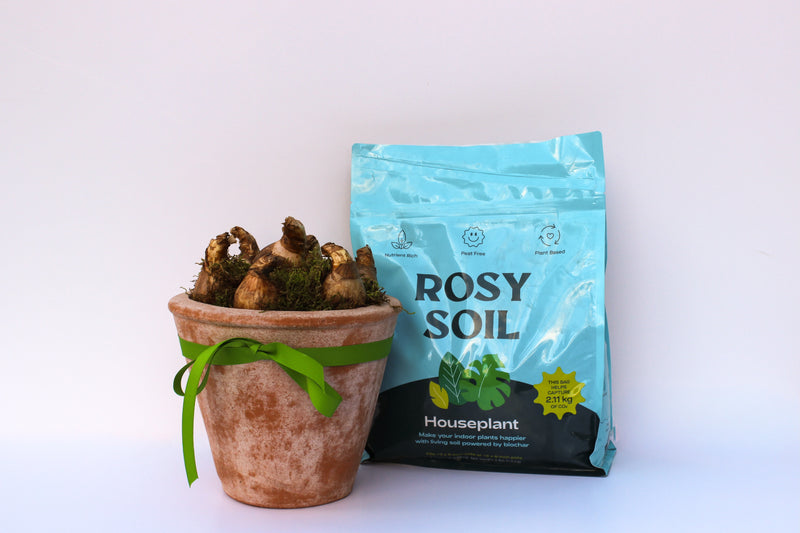 Bulb to Bloom -  Holiday Gift Basket