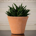 Tom Pot 6"