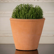 Tom Pot 7"